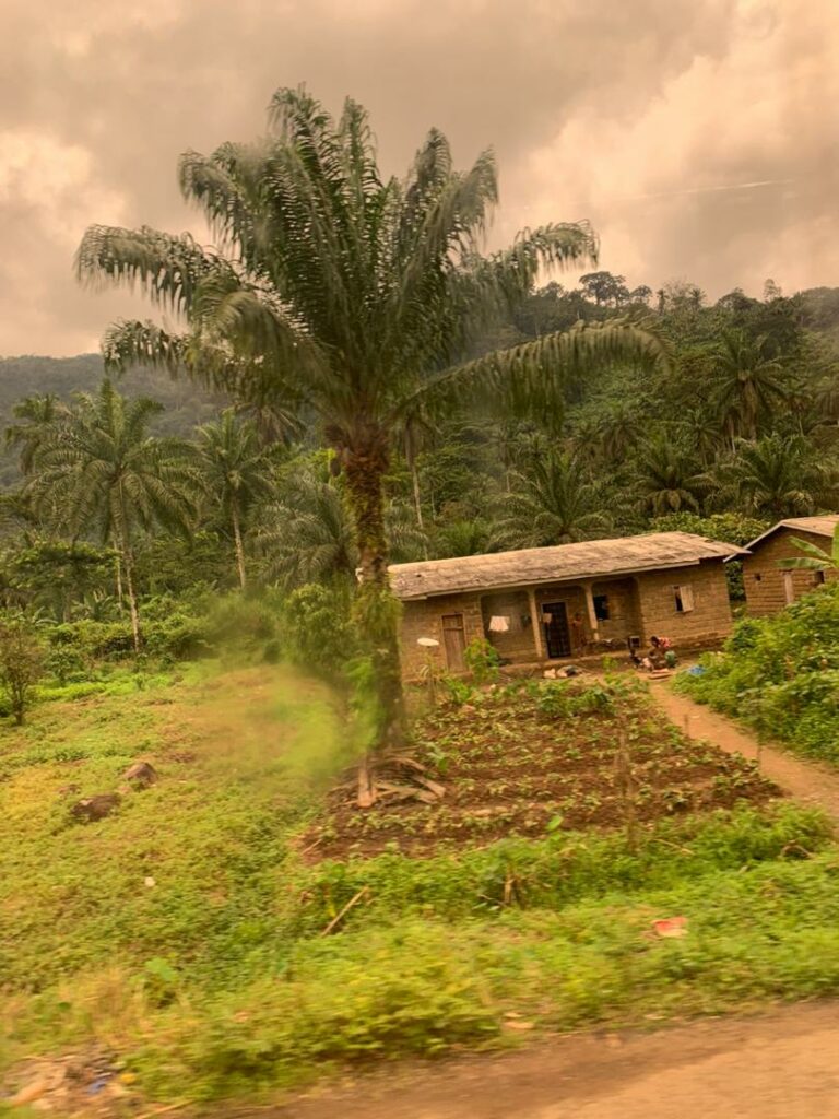 Plantation à l'Ouest